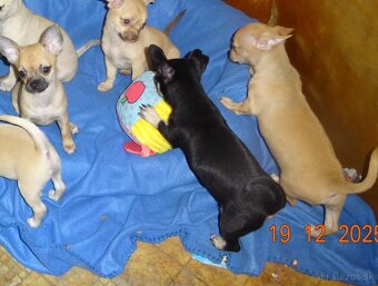 čivava krátkosrstá - 11