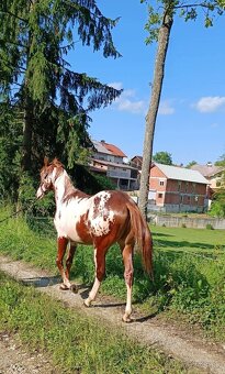 Pripúšťanie APH žrebcom - 11