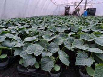 Planty - 11