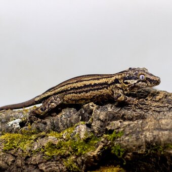 GeckoSVK - Pagekón riasnatý (ciliatus), hrbolkohlavý - 11