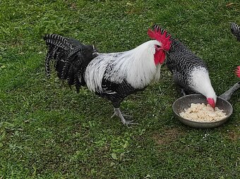 Kohút brakelky striebornej - 11