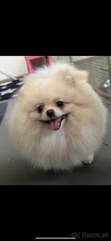 Pomeranian s pp FCI - 11