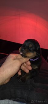 Rottweiler s PP  Rotvajler s PP Štenata rotvajlera s PP Šten - 11