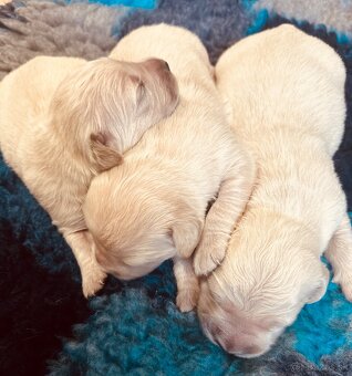 Zlaty retriever Golden retriever šteniatka s pp - 11