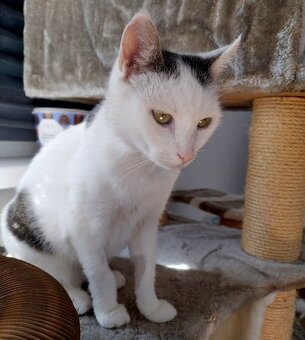 stelesnenie pokoja - 11