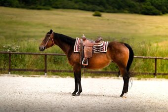 Buckskin klisna American Quarter Horse, Euro Futurity - 11