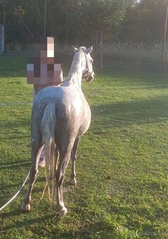 Pony kobylka - žrebná - 11