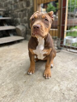 American bully XL - 11