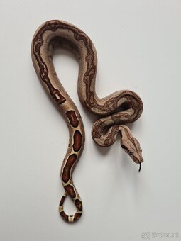 Veľhad Královský-Boa Constrictor tohto ročné - 11