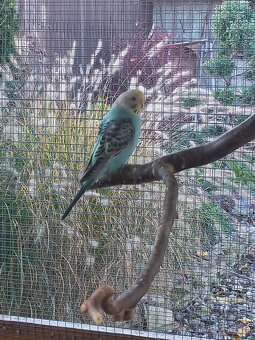 Andulka - Papagájec vlnkovaný - 11