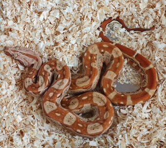 Boa constrictor - Veľhad kráľovský - KOMPLETNÁ ZBIERKA - 11