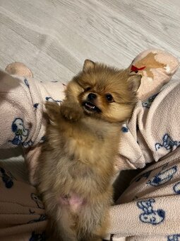 Pomeranian mini - 11