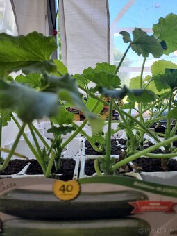 Predám planty stále 90% skladom plant - 11