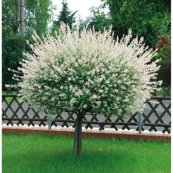 𝗧𝗢𝗣❗Japonska vrba,strom, ktory meni farbu,Salix Integra❗ - 11