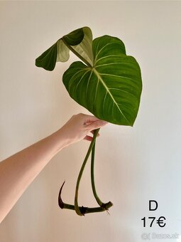 Philodendron Gloriosum odrezky - 11