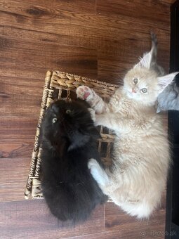 mačiatko s PP mainska myvalia/ maine coon - 11
