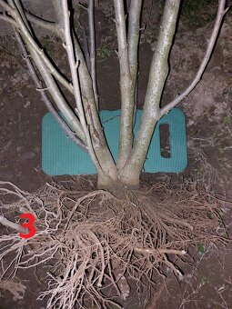 Rastliny na bonsaj, bonsai - IBIŠTEK SÝRSKY_1 - 11