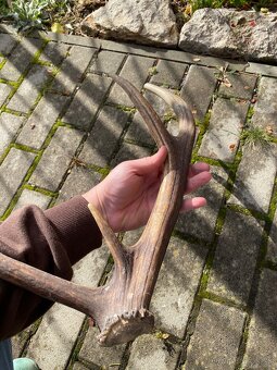 Jelenie zhody/parohy 55cm - 11