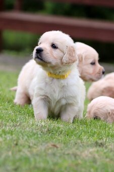 Zlatý retriever/ Golden retriever - 11