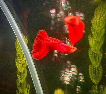 Guppy_čisté formy - 11