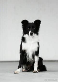 Border kólia s PP - 11