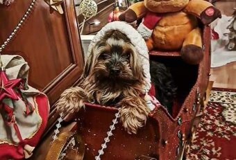 Yorkshirsky terier mini - 11