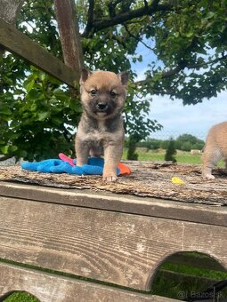 Shiba inu - 11