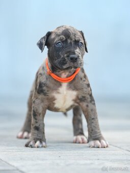 American bully xl, pitbull xxl - 11