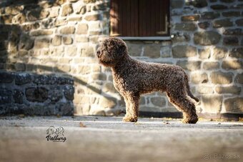 Lagotto Romagnolo s PP - 11