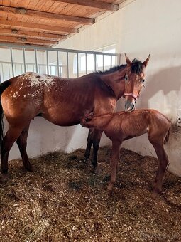Appaloosa s pp - 11