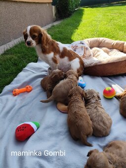 Cavapoo - 11