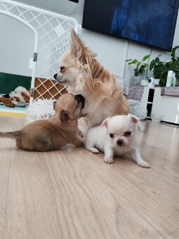 Čivava dlhosrstá, chihuahua, Solubist Dog KENNEL 💙💙 2 boy - 11