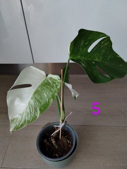 Monstera albo variegata - 11