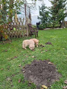 Zlaty retriever - 11