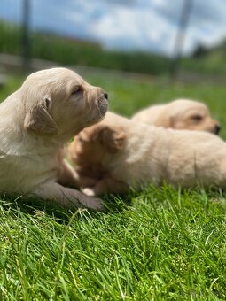Zlatý Retriever - 11