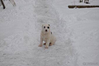Stredoázijský ovčiak - 11