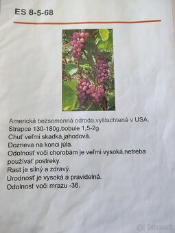 Predám sadenice viniča - 11