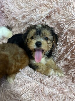 Yorkshirsky terier, York - 11