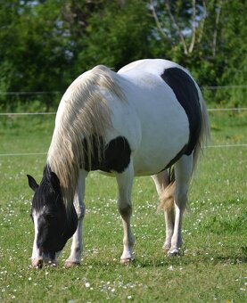 APH APHA PAINT HORSE ŽREBEC pripúšťanie - 11