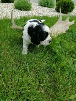 Šteniatko anglicky springer španiel - 11