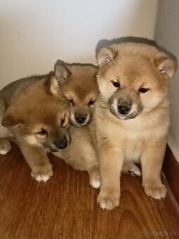 Predám šteniatka Shiba inu - 11
