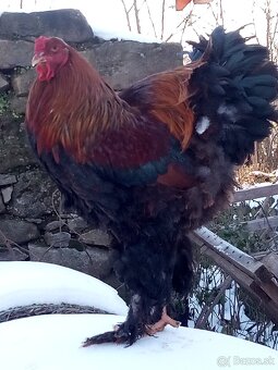 NB Brahma jarabičia 1,50€ - 11