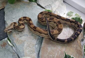 Boa imperator - Anery, Motley, IMG 50% het Sharp Albino - 11