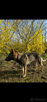 Nemecký ovčiak - štenatá - 11