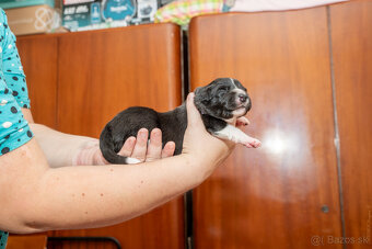 Šteniatká Border Kólia s PP, Border Kolia - 11