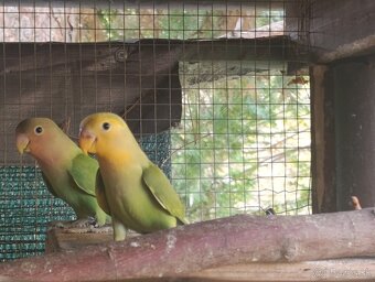 Agapornis ružovohrdly - 11