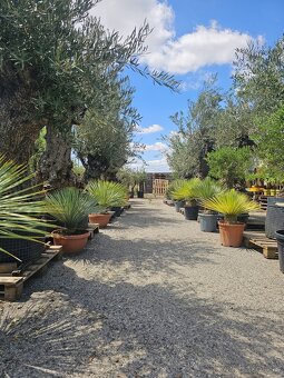 Citrusy palmy olivovniky bananovniky juky agave - 11