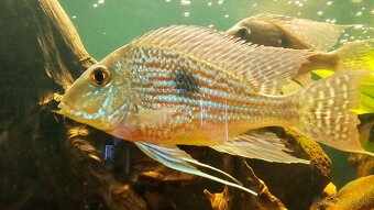 Geophagus - 11