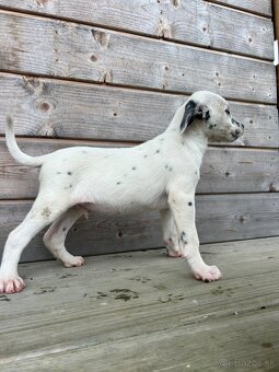 Darujem šteniatko - 11