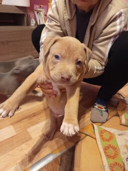 americky staforshier terrier - 11